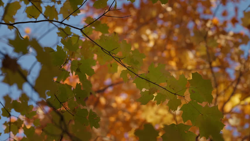 Bright yellow maple leaves flutter gently on branches against a clear blue sky in Ontario. Warm autumn sunlight illuminates the translucent fall foliage.