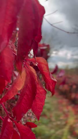 red leaves of wild grapes under autumn rain, gray clouds