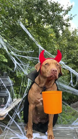 Cute American Pitbull in a festive costume sits with Halloween decorations. Black lanterns, skull candles, spider webs and pumpkin. Symbolizes Halloween fun. Ideal for holiday and pet content