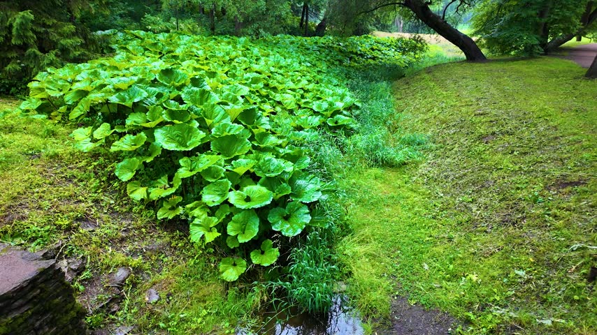Beautiful park. Rainy day. Slowmotion