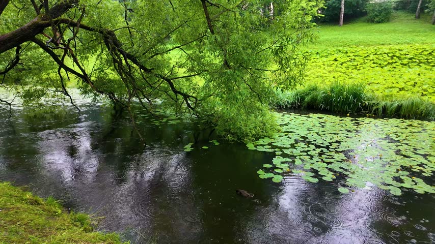 Beautiful park. Rainy day. Slowmotion