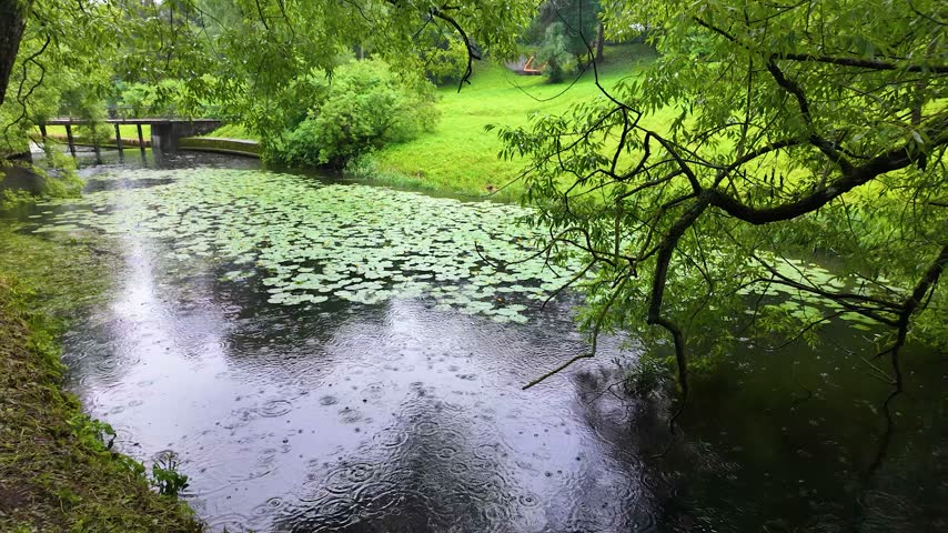 Beautiful park. Rainy day. Slowmotion