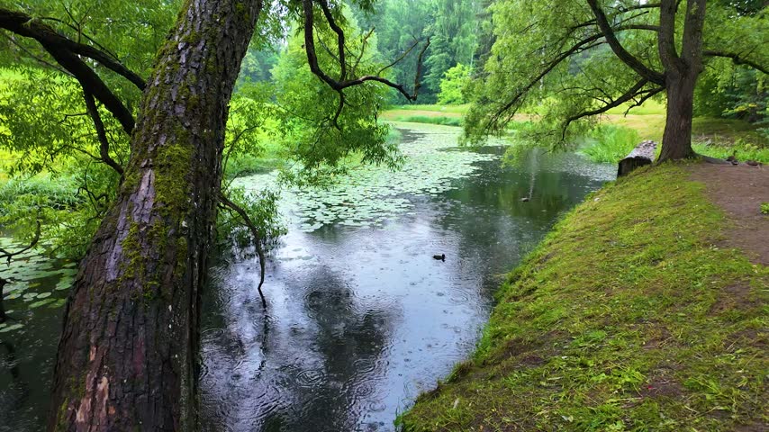 Beautiful park. Rainy day. Slowmotion