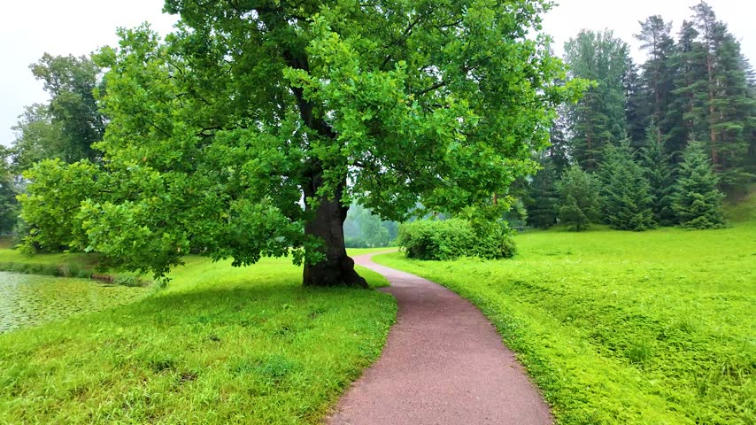 Beautiful park. Rainy day. Slowmotion