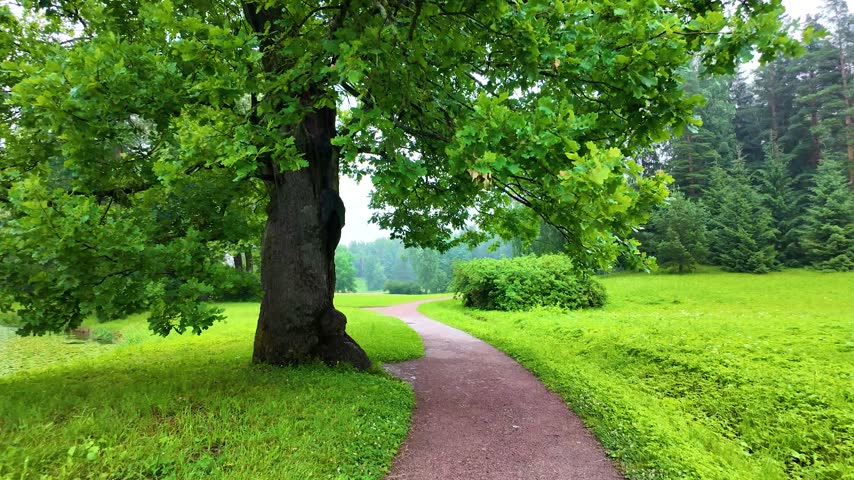 Beautiful park. Rainy day. Slowmotion