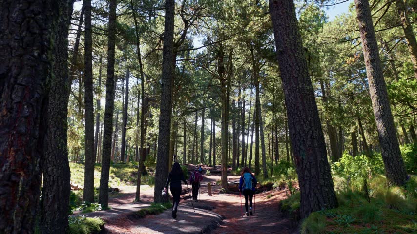 People with backpacks and poles hiking on a dirt path through a beautiful pine forest in mexico