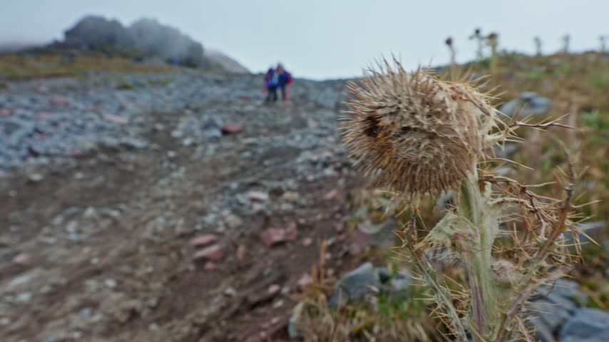 Two hikers trekking up a rocky, foggy mountain trail with a thistle plant in the foreground
