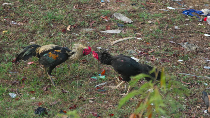 Two roosters fighting and attacking each other aggressively on grassy ground outdoors in natural daylight, medium shot.