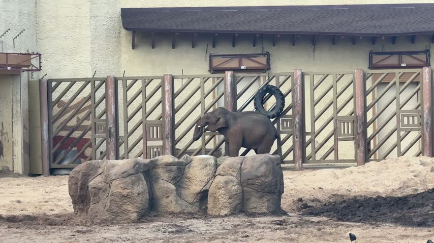 An elephant is walking through the park