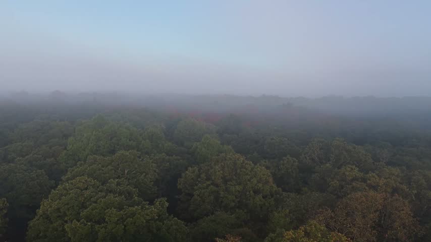 Early autumn forest canopy shrouded in thick morning mist and fog in a forward tracking aerial view.