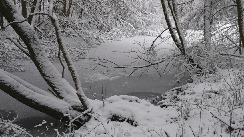 Beautiful winter landscape of a frozen lake in a snow-covered park, surrounded by trees covered in fresh snow