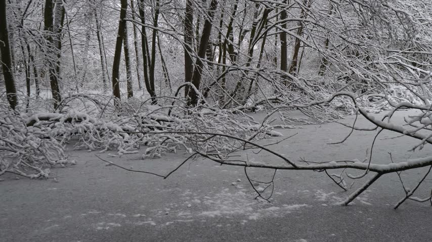 Beautiful winter landscape of a frozen lake in a snow-covered park, surrounded by trees covered in fresh snow