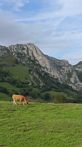 Cow on the mountain of Picos de Europa	