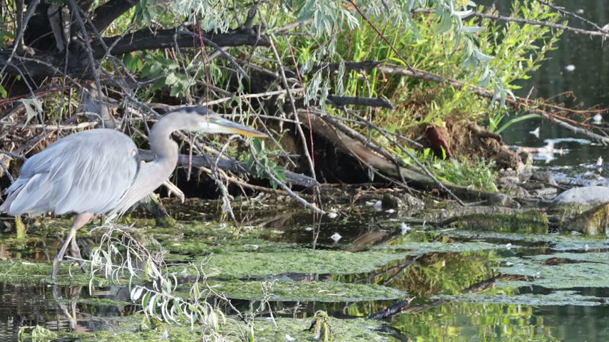Great Blue Heron hunting and catching a fish.
