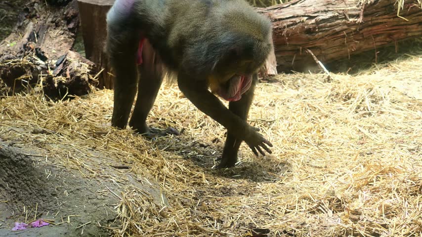 Mandrill digging through the pasture