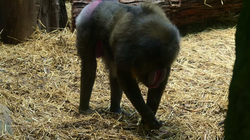 Mandrill foraging for food at the zoo