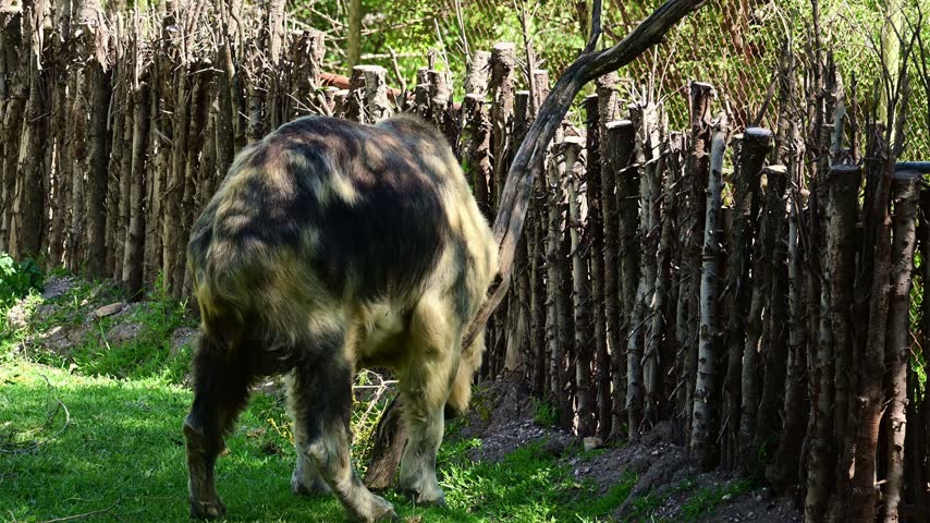 Rear view of a takin scratching itself against a tree