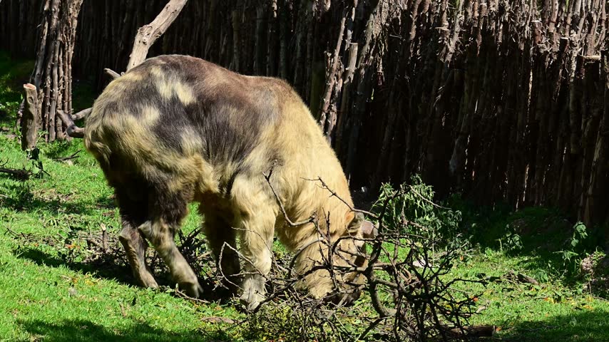 Side view of a takin eating grass.