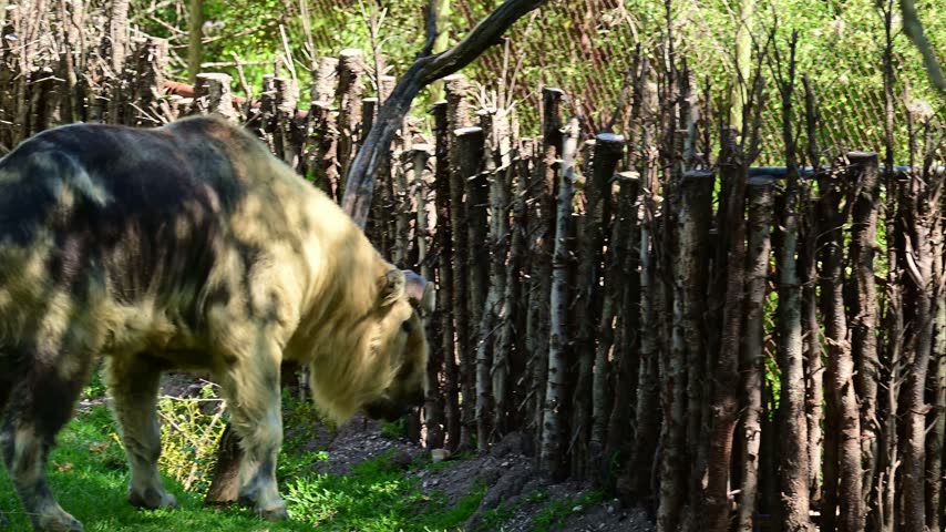 Takin scratching himself against a tree