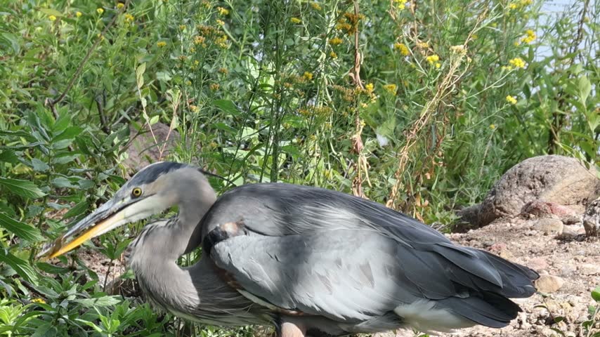 Great Blue Heron with a captured fish – extreme close-up.
