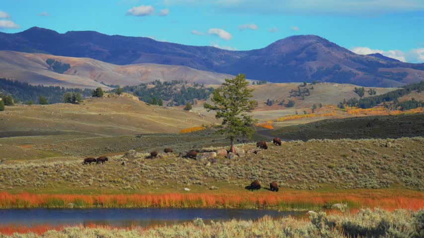 Wild american buffalo roam freely across vast mountain landscape with golden autumn colors. Scenic cinematic footage captures wildlife behavior in natural habitat near serene water reflection.