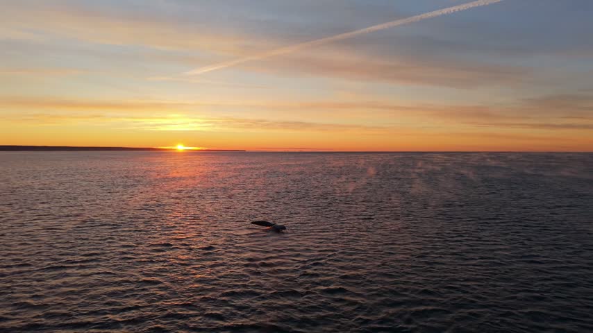 Dramatic aerial footage of a humpback whale tail slipping under the water as the sun sets on a calm horizon with rising sea mist in cinematic golden light.
