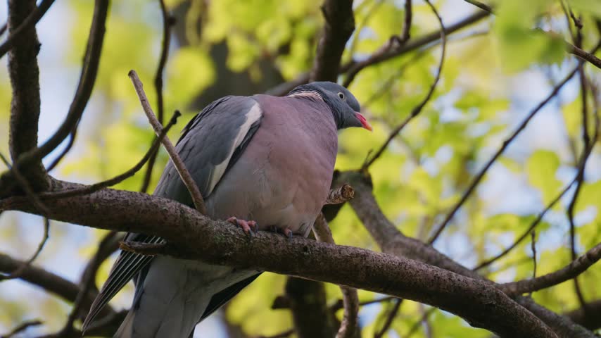 Cinematic footage of wood pigeon resting on branch against blurred foliage background. Bird movements and wildlife behavior captured in nature during spring season for documentary.
