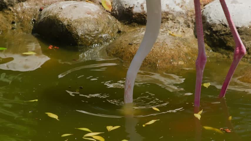 Flamingo wades in shallow greenish water while feeding, showing characteristic curved beak, pink legs, white plumage, rocky backdrop, fallen yellow leaves floating, shallow tracking camera movement.