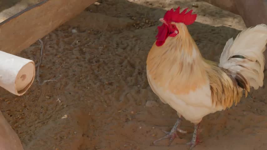 Golden rooster with red comb struts across dirt barn floor near water containers, captured with fixed camera in natural light within rustic farm enclosure.
