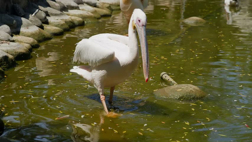 White pelican walks through shallow water, eating foraging with distinctive long beak, displaying natural behavior in pond habitat with naturalistic camera tracking.
