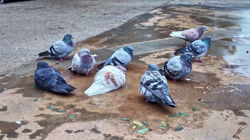 Flock of domestic pigeons bathing and grooming in dirty rainwater puddle on concrete ground surface. Wildlife birds enjoy splashing and washing feathers in urban outdoor setting. High quality video.