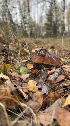 wild porcini mushroom growing on mossy ground surrounded by dry leaves in fall forest
