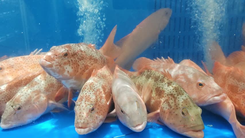 Live grouper fish in tank at seafood market	