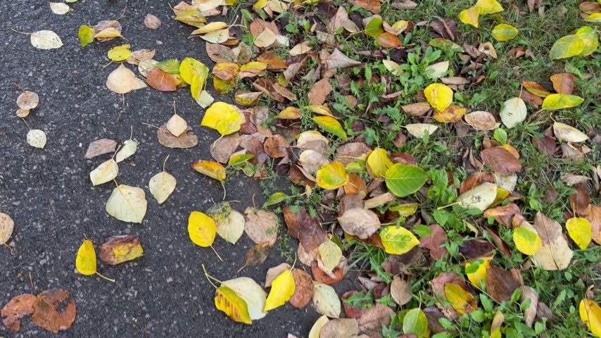 Na autumn leaves on road 