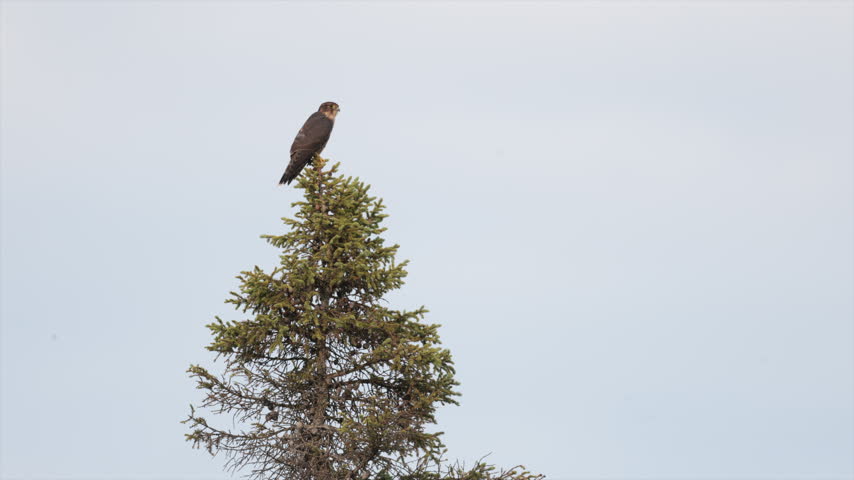 A wild Merlin falcon perched atop a scenic cedar tree at dawn. The small raptor stands alert against the soft morning light, scanning its surroundings for prey in its natural woodland habitat.