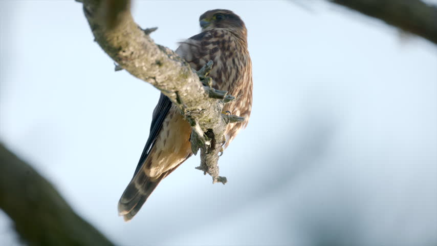 Close up female Merlin falcon bird perched atop a scenic cedar tree at The small raptor stands alert against the soft morning light, scanning its surroundings for prey in its natural woodland habitat.