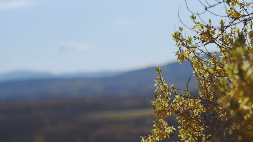 Golden forsythia blossoms sway gently in foreground. Distant rolling hills and blue sky background. Cinematic rack focus reveals picturesque countryside landscape during springtime.