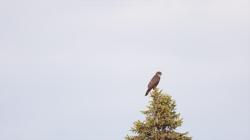 A wild Merlin falcon perched atop a scenic cedar tree at dawn. The small raptor stands alert against the soft morning light, scanning its surroundings for prey in its natural woodland habitat.