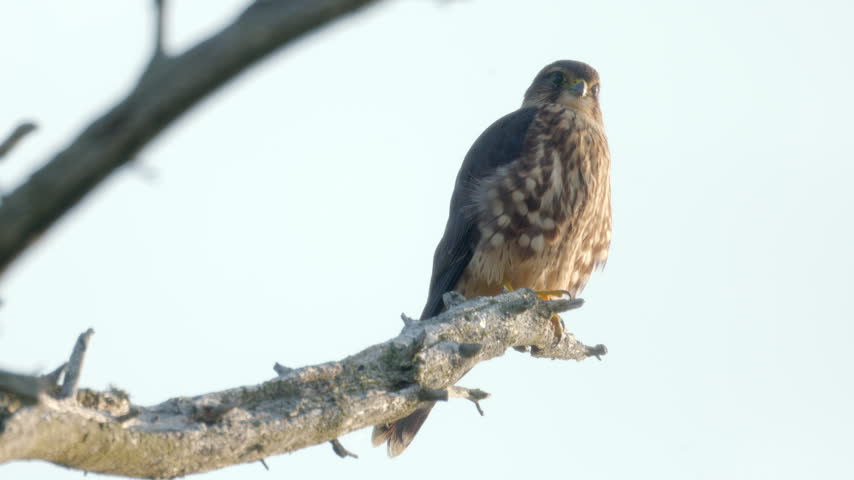 A wild Merlin falcon perched atop a scenic cedar tree at dawn. The small raptor stands alert against the soft morning light, scanning its surroundings for prey in its natural woodland habitat.