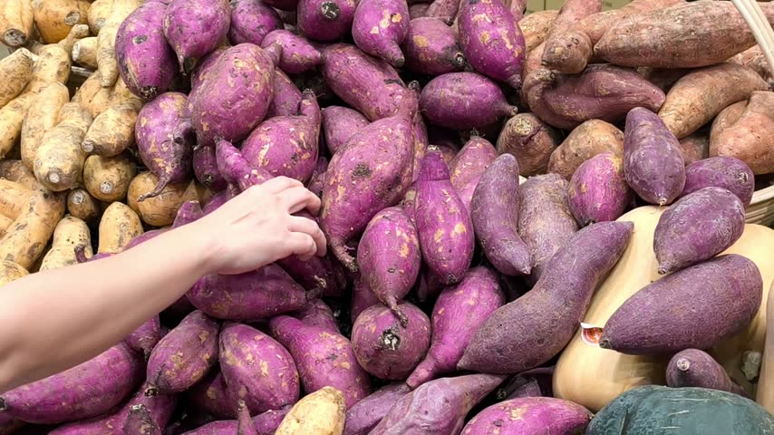 Person Selecting Fresh Purple Sweet Potatoes. A customer hand picks fresh purple sweet potatoes from a vibrant organic grocery market produce display. 4k 60 fps video