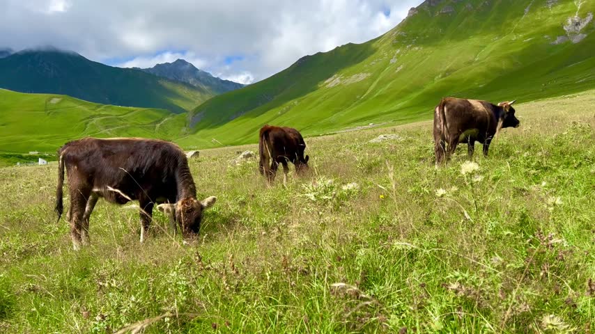 Cows grazing on a lush green mountain pasture surrounded by steep grassy slopes and natural landscape. The scene shows cattle feeding on fresh vegetation and represents livestock farming, animal husbandry, pasture management, sustainable agriculture and rural food production. Natural grazing connects the footage with agribusiness, land use, livestock welfare, countryside economy and responsible use of grassland resources.