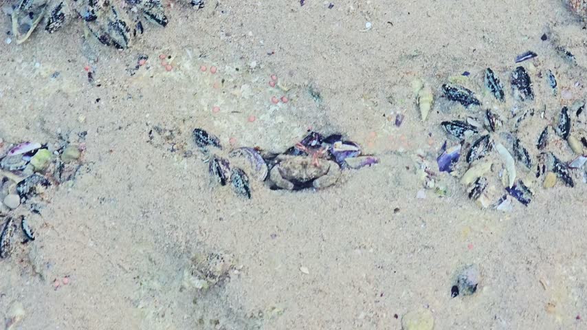 a species of rock crab or shore crab, characterized by a rough, mottled carapace that provides camouflage against sand and stones, with a distinctive black tips on the claws