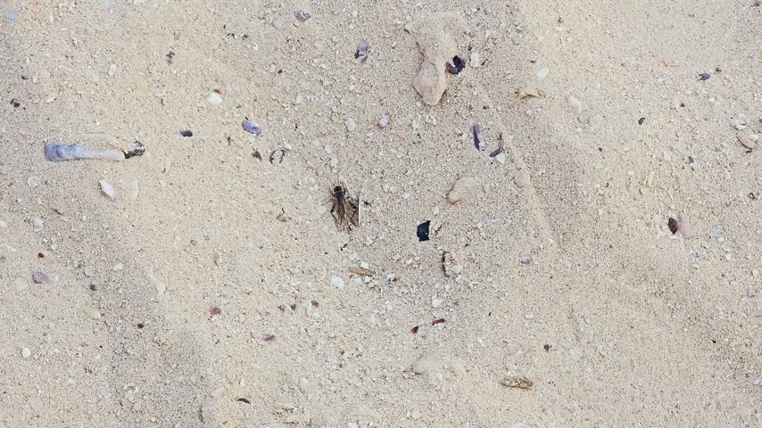 field cricket, an insect belonging to the family Gryllidae and genus Gryllus, known for its robust dark brown to black body and the distinctive chirping sounds made by males