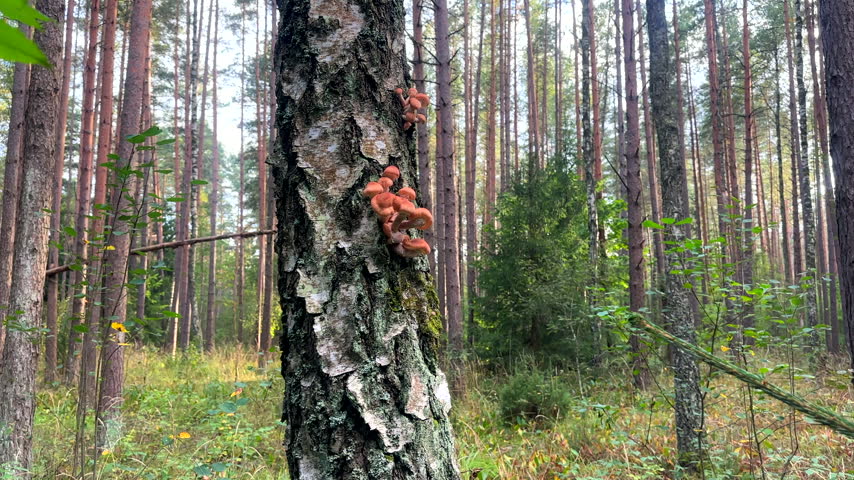 Mushrooms on a tree in the forest. Honey fungus growing on an old tree in the forest. Mushrooms are seen growing on the side of a tree trunk in a dense forest.