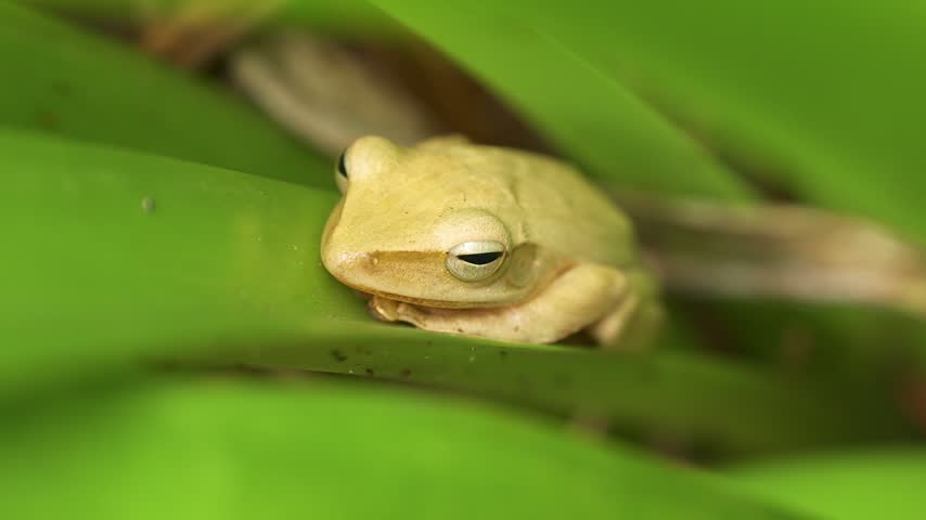 Head-on macro static shot capturing the face, large golden-brown eyes with horizontal pupils, and prominent tympanum of a common tree frog (Polypedates leucomystax) perched on a smooth green leaf.