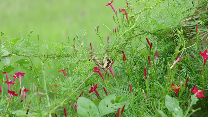 Fountainbush; Firecracker plant; Coral plant; Coralblow; Fountain plant flowers with butterfly in the grass