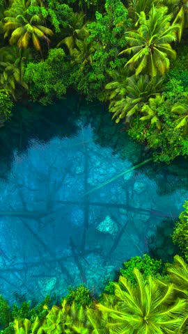 Aerial view of clear blue water and submerged fallen trees surrounded by dense palm forest at Paisupok Lake, Sulawesi, Indonesia.