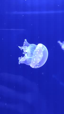 large pink purple jellyfish with long tentacles, in the deep sea, ocean, in a blue aquarium. jellyfish dance, swim underwater