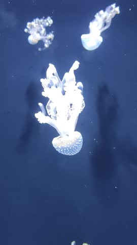 large pink purple jellyfish with long tentacles, in the deep sea, ocean, in a blue aquarium. jellyfish dance, swim underwater
