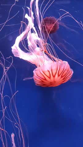 large pink purple jellyfish with long tentacles, in the deep sea, ocean, in a blue aquarium. jellyfish dance, swim underwater
